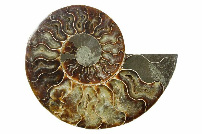 Cut & Polished Ammonite Fossil (Half) - Madagascar #347503